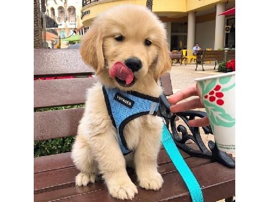PoulaTo: Διαθέσιμα προς πώληση κουτάβια Lovely Golden retriever.